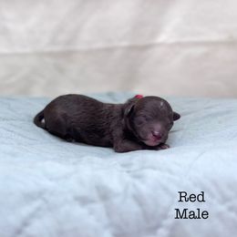 Comet - Chocolate male Goldendoodle puppy in Mustang, Oklahoma from The Doodle grove