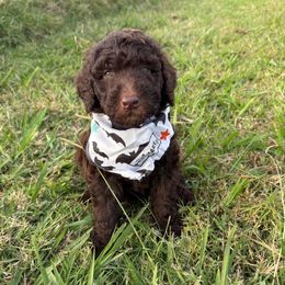Fleetfoot - Chocolate male Labradoodle puppy in Watertown, Tennessee from PawfectBud