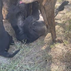 Vietnamese Phu Quoc Ridgeback Puppies from Phu Quoc Ridgebacks of Mississippi