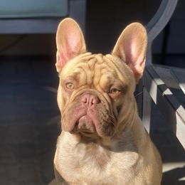 French Bulldogs from Dejavu Frenchies