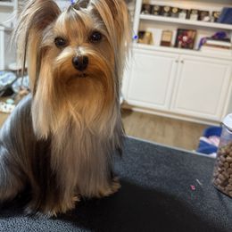 Yorkshire Terrier Puppies from Palmridge Show Dogs