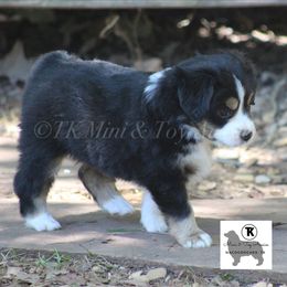 Australian Shepherd, Miniature Australian Shepherd, and Toy Australian Shepherd Puppies from TK Standard, Mini, & Toy Aussies