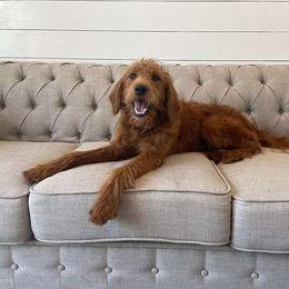 Sedona - Goldendoodle
