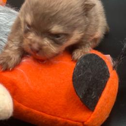Boy 1 - Chocolate and tan male Pomeranian puppy in Brentwood, California from Royalpawpoms