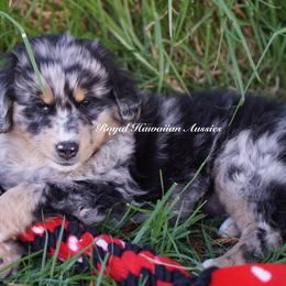 Triton 🔱 - Miniature American Shepherd puppy from Royal Hawaiian Aussies LLC