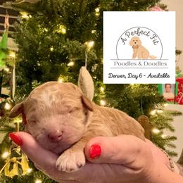 Denver - Apricot male Goldendoodle puppy in Lake Charles, Louisiana from Perfect Fit Poodles & Doodles