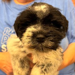 Otis - dark green collar - Parti male Miniature Schnauzer puppy in Oneonta, Alabama from Murphree Valley Kennels