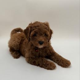 Girl 3 - Red  female Goldendoodle puppy in Sacramento, California from Goldendoodlesca