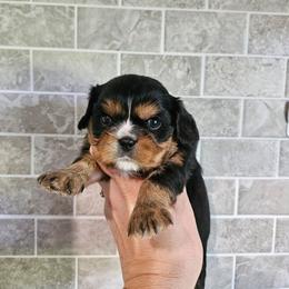 Hazel - Black and tan female Cavalier King Charles Spaniel puppy in Caledonia, Michigan from Magnolia Acres