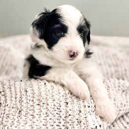 Aussiedoodle Puppies from Ever After Mini Doodles