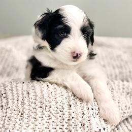 Aussiedoodle Puppies from Ever After Mini Doodles