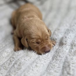 Boy 5 - Yellow male Labrador Retriever puppy in Grand Rivers, Kentucky from Big Water Dreams Retrievers