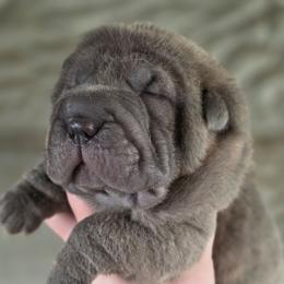 Lilly - Blue female Chinese Shar-Pei puppy in Salem, Ohio from WrinkleMonsters