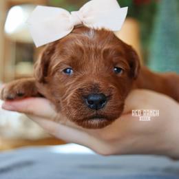 Milkshake - Red  female Goldendoodle puppy in Salado, Texas from Red Ranch Dogs