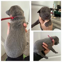 Great Dane Puppies from Dana's Danes
