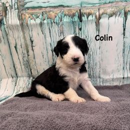 Colin - Black and white male Sheepadoodle puppy in Blackfoot, Idaho from Son of a Poodle Sheepadoodles