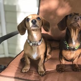 Dachshund Puppies from Kelly's Doxie Farm