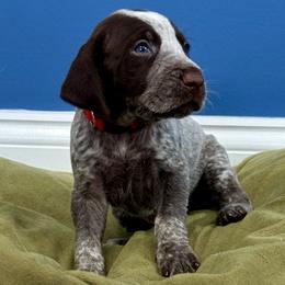 Boy 4 - German Shorthaired Pointer puppy from Onyx Retrievers