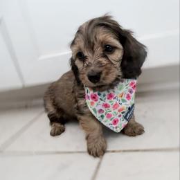 Cristal silky or longhair know in a week - Red female Dachshund puppy in Richmond, Virginia from Irresistible Dachshunds & Cavaliers