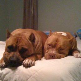 American Bullies from Christy Nau's American Bullies