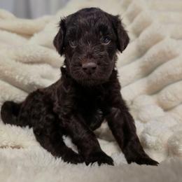 (MJ) Michael Jackson - Chocolate male Labradoodle puppy in Lansing, North Carolina from Murphy Manor Mountain Doodles