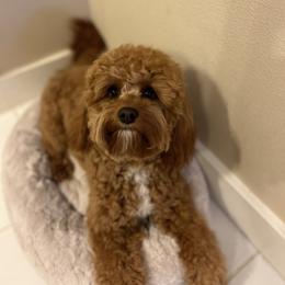 Cavalier King Charles Spaniel and Cavapoo All Grown Up from God Speed Paws