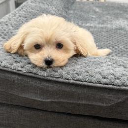 Emily - Champagne female Maltipoo puppy in Oakland, Kentucky from Imperial Dogs