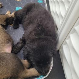 Zorro (Green male) - Black male German Shepherd puppy in Winchester, Kentucky from Del Lago Canine
