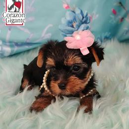 Sophie Baek - Black and tan female Yorkshire Terrier puppy in California from Corazon de gigante