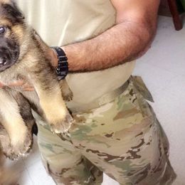 German Shepherd Puppies from Guamany K9 Vomhaus