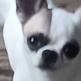 Chihuahuas from Anita's Chihuahuas