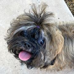 Russ - Russian Tsvetnaya Bolonka