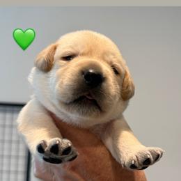 Yellow boy 2 - Yellow male Labrador Retriever puppy in Clinton, Tennessee from Summer Rose