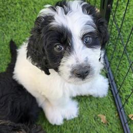 Luna - Black and white female Bernedoodle puppy in Malden, Illinois from Doting Doodles