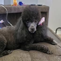 Belle - Poodle