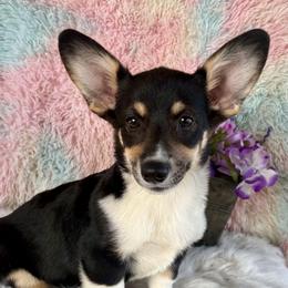 Tri Girl - Black and tan female Pembroke Welsh Corgi puppy in Bay Area, California from MJ's Corgis