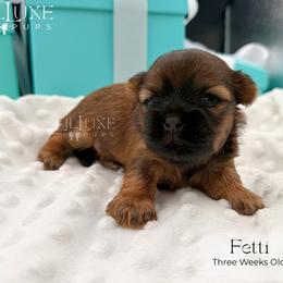 Fetti - Red female Shorkie puppy in Scottsdale, Arizona from Lil Luxe Pups