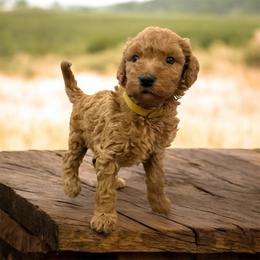 Goldie - Apricot female Goldendoodle puppy in Macclenny, Florida from Baker County Goldendoodles