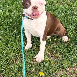 Ginger - Boston Terrier