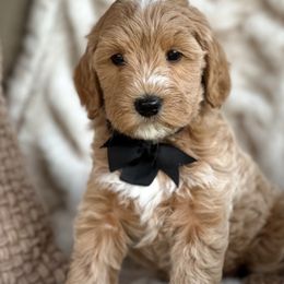 Skully - Apricot male Goldendoodle puppy in Florence, South Carolina from Candy Doodles