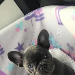 French Bulldog Puppies from Crooked C Ranch