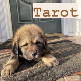 Neapolitan Mastiff and Tibetan Mastiff Puppies from Carolina Coastal Mastinos