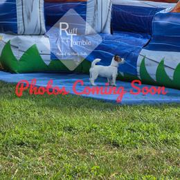 Male 3 - White and tan male Russell Terrier puppy in Harvel, Illinois from Ruff and Tumble Russell Terriers
