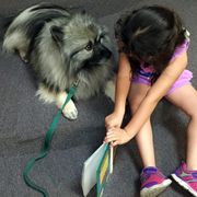Keeshond All Grown Up from Pam Skinner's Keeshonds