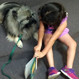 Keeshond All Grown Up from Pam Skinner's Keeshonds