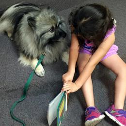 Keeshond All Grown Up from Pam Skinner's Keeshonds