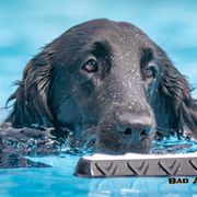 Flat-Coated Retriever All Grown Up from Nautabout Kennels