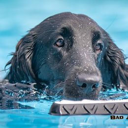 Flat-Coated Retriever All Grown Up from Nautabout Kennels
