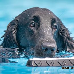 Flat-Coated Retriever All Grown Up from Nautabout Kennels