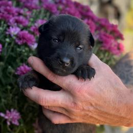 Sabrina - Mahogany female Belgian Malinois puppy in Paris, Kentucky from Z Domu Niedzwiedzia Malinois